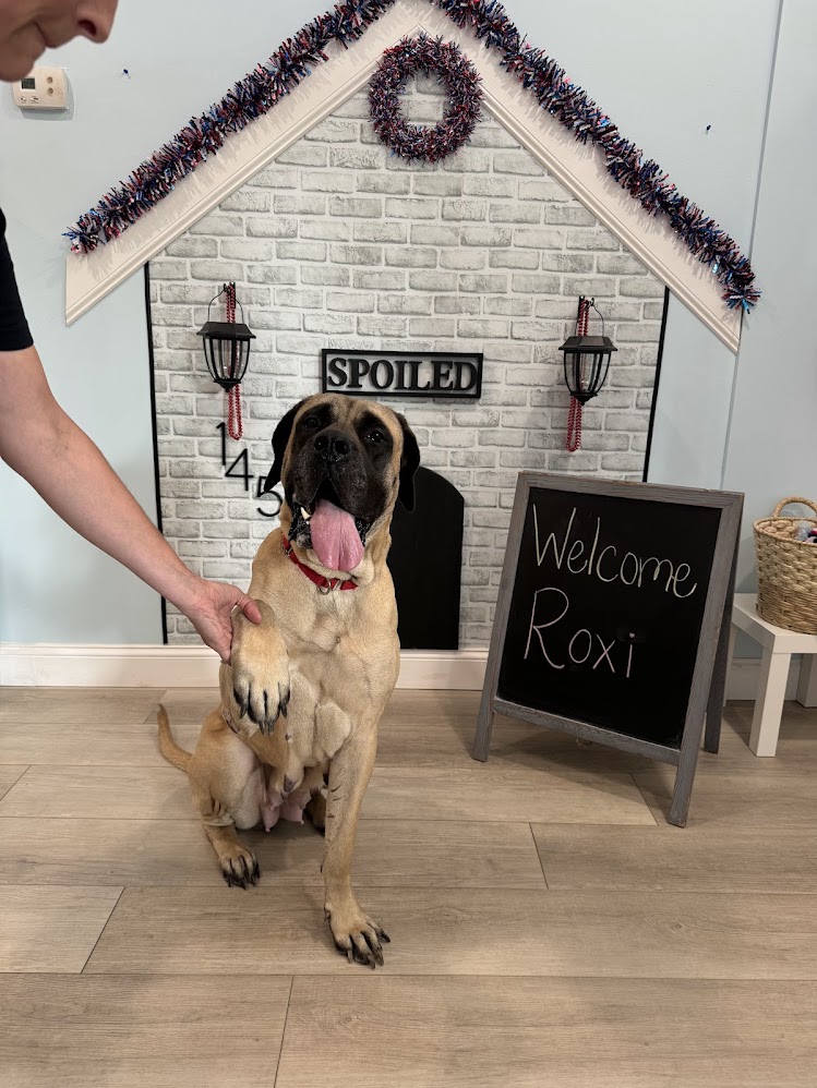 Adoptable Dog Experiences